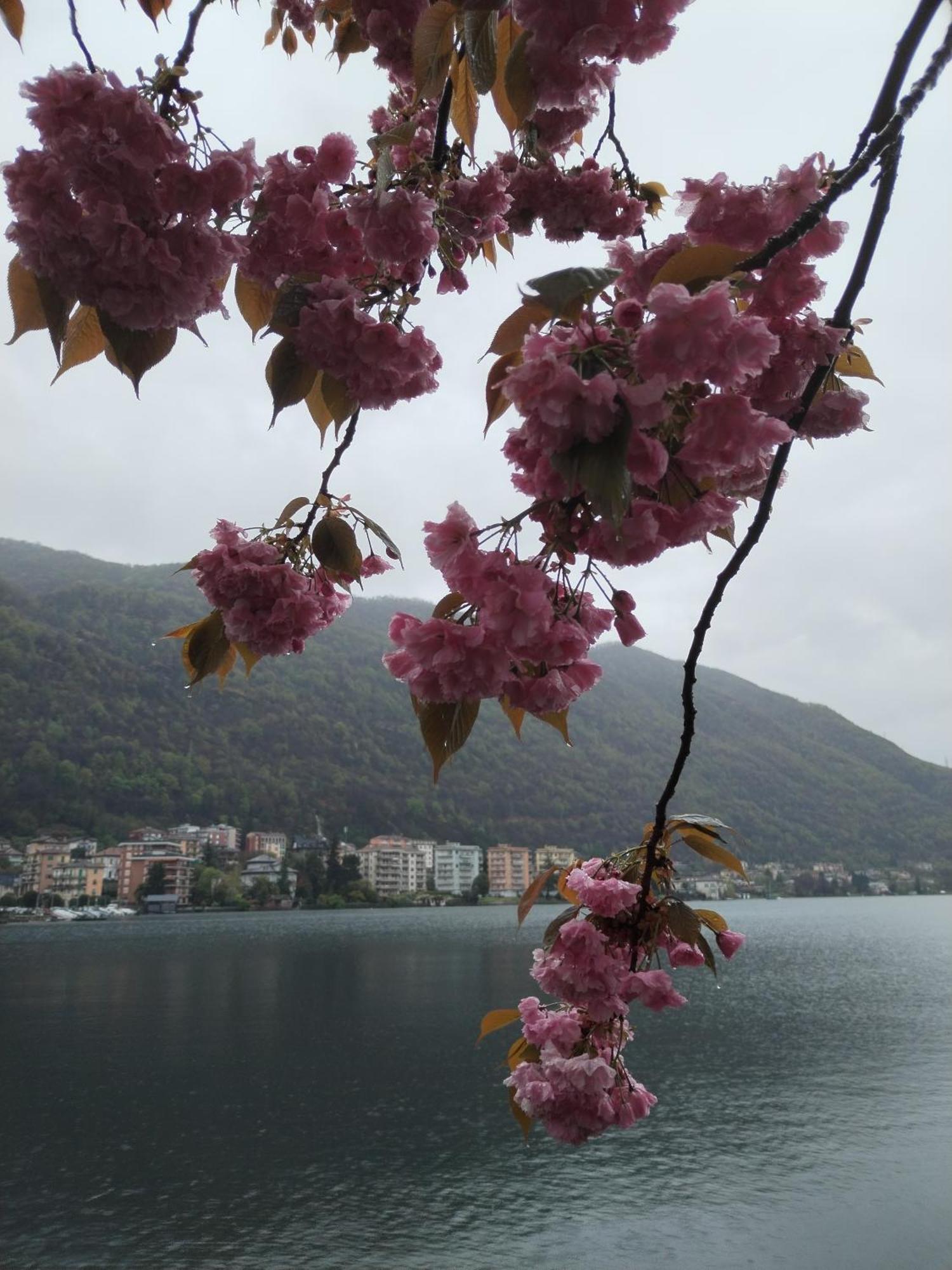 Un Balcone Sul Lago โอเมญา ภายนอก รูปภาพ